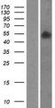 SMPDL3B Protein - Western validation with an anti-DDK antibody * L: Control HEK293 lysate R: Over-expression lysate