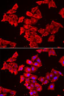 SMPX Antibody - Immunofluorescence analysis of HeLa cells.