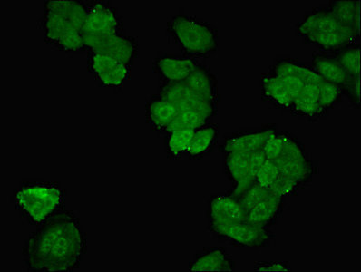 SMPX Antibody - Immunofluorescent analysis of Hepg2 cells diluted at 1:100 and Alexa Fluor 488-congugated AffiniPure Goat Anti-Rabbit IgG(H+L)