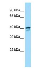 SMS / Spermine Synthase Antibody - SMS / Spermine Synthase antibody Western Blot of Mouse Small Intestine.  This image was taken for the unconjugated form of this product. Other forms have not been tested.