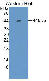 SMS / Spermine Synthase Antibody - Western Blot; Sample: Recombinant protein.