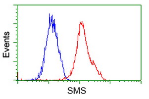 SMS / Spermine Synthase Antibody - Flow cytometry of HeLa cells, using anti-SMS antibody (Red), compared to a nonspecific negative control antibody (Blue).