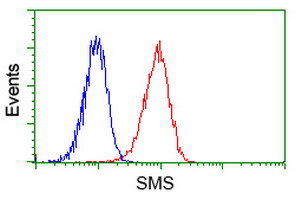 SMS / Spermine Synthase Antibody - Flow cytometry of Jurkat cells, using anti-SMS antibody (Red), compared to a nonspecific negative control antibody (Blue).