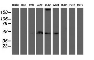 SMS / Spermine Synthase Antibody - Western blot of extracts (35 ug) from 9 different cell lines by using g anti-SMS monoclonal antibody (HepG2: human; HeLa: human; SVT2: mouse; A549: human; COS7: monkey; Jurkat: human; MDCK: canine; PC12: rat; MCF7: human).