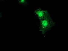 SMS / Spermine Synthase Antibody - Anti-SMS mouse monoclonal antibody immunofluorescent staining of COS7 cells transiently transfected by pCMV6-ENTRY SMS.