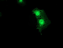 SMS / Spermine Synthase Antibody - Anti-SMS mouse monoclonal antibody immunofluorescent staining of COS7 cells transiently transfected by pCMV6-ENTRY SMS.