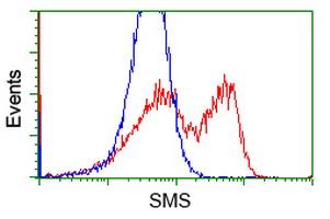 SMS / Spermine Synthase Antibody - HEK293T cells transfected with either overexpress plasmid (Red) or empty vector control plasmid (Blue) were immunostained by anti-SMS antibody, and then analyzed by flow cytometry.