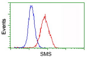 SMS / Spermine Synthase Antibody - Flow cytometry of HeLa cells, using anti-SMS antibody (Red), compared to a nonspecific negative control antibody (Blue).