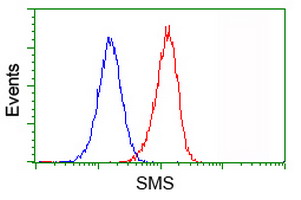 SMS / Spermine Synthase Antibody - Flow cytometry of Jurkat cells, using anti-SMS antibody (Red), compared to a nonspecific negative control antibody (Blue).