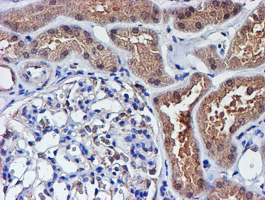 SMS / Spermine Synthase Antibody - IHC of paraffin-embedded Human Kidney tissue using anti-SMS mouse monoclonal antibody.