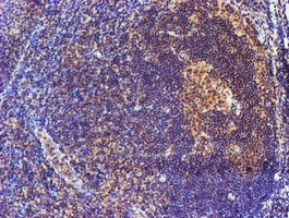 SMS / Spermine Synthase Antibody - IHC of paraffin-embedded Human tonsil using anti-SMS mouse monoclonal antibody.