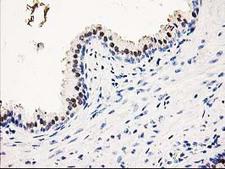 SMS / Spermine Synthase Antibody - IHC of paraffin-embedded Human prostate tissue using anti-SMS mouse monoclonal antibody.