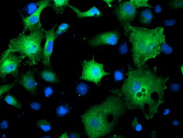 SMS / Spermine Synthase Antibody - Anti-SMS mouse monoclonal antibody immunofluorescent staining of COS7 cells transiently transfected by pCMV6-ENTRY SMS.