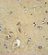 SMS / Spermine Synthase Antibody - SMS Antibody immunohistochemistry of formalin-fixed and paraffin-embedded human brain tissue followed by peroxidase-conjugated secondary antibody and DAB staining.