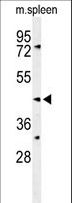 SMS2 / SGMS2 Antibody - Western blot of SGMS2 Antibody in mouse spleen tissue lysates (35 ug/lane). SGMS2 (arrow) was detected using the purified antibody.
