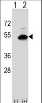 SMS2 / SGMS2 Antibody - Western blot of SGMS2 (arrow) using rabbit polyclonal SGMS2 Antibody. 293 cell lysates (2 ug/lane) either nontransfected (Lane 1) or transiently transfected (Lane 2) with the SGMS2 gene.