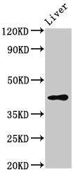 SMS2 / SGMS2 Antibody - Western Blot Positive WB detected in: Rat liver tissue All lanes: SGMS2 antibody at 3µg/ml Secondary Goat polyclonal to rabbit IgG at 1/50000 dilution Predicted band size: 43 kDa Observed band size: 43 kDa