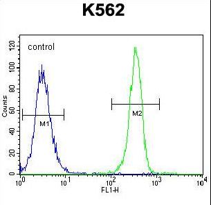 SMTNL1 Antibody - SMTNL1 Antibody flow cytometry of K562 cells (right histogram) compared to a negative control cell (left histogram). FITC-conjugated goat-anti-rabbit secondary antibodies were used for the analysis.
