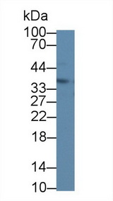 SMUG1 Antibody - Western Blot; Sample: Human Hela cell lysate; Primary Ab: 1µg/ml Rabbit Anti-Human SMUG1 Antibody Second Ab: 0.2µg/mL HRP-Linked Caprine Anti-Rabbit IgG Polyclonal Antibody