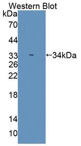 SMUG1 Antibody - Western blot of SMUG1 antibody.