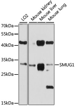 SMUG1 Antibody - Western blot analysis of extracts of various cell lines, using SMUG1 antibody at 1:1000 dilution. The secondary antibody used was an HRP Goat Anti-Rabbit IgG (H+L) at 1:10000 dilution. Lysates were loaded 25ug per lane and 3% nonfat dry milk in TBST was used for blocking. An ECL Kit was used for detection and the exposure time was 30s.