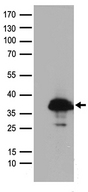 SMUG1 Antibody - HEK293T cells were transfected with the pCMV6-ENTRY control. (Left lane) or pCMV6-ENTRY SMUG1. (Right lane) cDNA for 48 hrs and lysed
