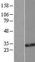 SMUG1 Protein - Western validation with an anti-DDK antibody * L: Control HEK293 lysate R: Over-expression lysate