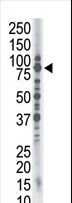 SMURF1 Antibody - The anti-SMURF1 antibody is used in Western blot to detect SMURF1 in HL-60 cell lysate.