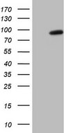 SMURF2 Antibody - HEK293T cells were transfected with the pCMV6-ENTRY control (Left lane) or pCMV6-ENTRY SMURF2 (Right lane) cDNA for 48 hrs and lysed. Equivalent amounts of cell lysates (5 ug per lane) were separated by SDS-PAGE and immunoblotted with anti-SMURF2.