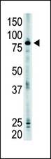 SMURF2 Antibody - The anti-SMURF2 antibody is used in Western blot to detect SMURF2 in mouse brain tissue lysate.