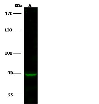SMURF2 Antibody - Anti-SMURF2 rabbit polyclonal antibody at 1:500 dilution. Lane A: 293 Whole Cell Lysate. Lysates/proteins at 30 ug per lane. Secondary: Goat Anti-Rabbit IgG H&L (Dylight 800) at 1/10000 dilution. Developed using the Odyssey technique. Performed under reducing conditions. Predicted band size: 86 kDa. Observed band size: 68 kDa.