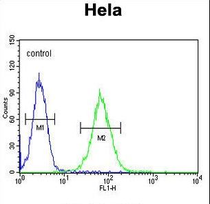 SMYD1 Antibody - SMYD1 Antibody flow cytometry of HeLa cells (right histogram) compared to a negative control cell (left histogram). FITC-conjugated goat-anti-rabbit secondary antibodies were used for the analysis.
