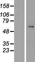 SMYD1 Protein - Western validation with an anti-DDK antibody * L: Control HEK293 lysate R: Over-expression lysate