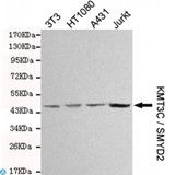 SMYD2 Antibody - Western blot detection of KMT3C / SMYD2 in 3T3, HT1080, A431 and Jurkat cell lysates and using KMT3C / SMYD2 mouse mAb (1:1000 diluted). Predicted band size: 50KDa. Observed band size: 50KDa.
