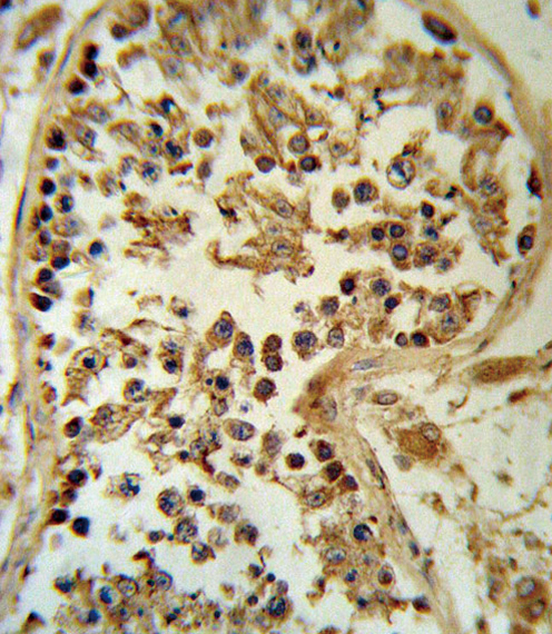 SMYD3 Antibody - SMYD3 Antibody IHC of formalin-fixed and paraffin-embedded human testis tissue followed by peroxidase-conjugated secondary antibody and DAB staining.