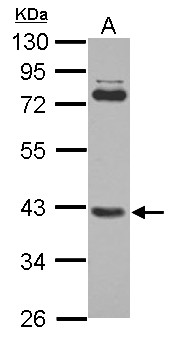 SMYD3 Antibody - Sample (30 ug of whole cell lysate) A: A549 10% SDS PAGE SMYD3 antibody diluted at 1:1000