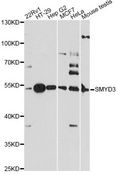 SMYD3 Antibody - Western blot analysis of extracts of various cell lines, using SMYD3 antibody at 1:3000 dilution. The secondary antibody used was an HRP Goat Anti-Rabbit IgG (H+L) at 1:10000 dilution. Lysates were loaded 25ug per lane and 3% nonfat dry milk in TBST was used for blocking. An ECL Kit was used for detection and the exposure time was 90s.