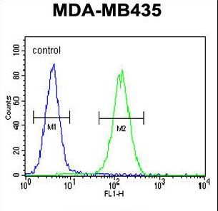 SMYD4 Antibody - SMYD4 Antibody flow cytometry of MDA-MB435 cells (right histogram) compared to a negative control cell (left histogram). FITC-conjugated goat-anti-rabbit secondary antibodies were used for the analysis.