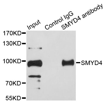 SMYD4 Antibody - Immunoprecipitation analysis of 200ug extracts of HeLa cells.