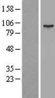 SMYD4 Protein - Western validation with an anti-DDK antibody * L: Control HEK293 lysate R: Over-expression lysate