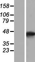 SMYD5 Protein - Western validation with an anti-DDK antibody * L: Control HEK293 lysate R: Over-expression lysate