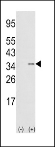 SNAI1 / SNAIL-1 Antibody - Western blot of SNAIL (arrow) using rabbit polyclonal hSNAIL-D24. 293 cell lysates (2 ug/lane) either nontransfected (Lane 1) or transiently transfected with the SNAIL gene (Lane 2).