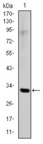 SNAI1 / SNAIL-1 Antibody - Western blot using SNAI1 monoclonal antibody against human SNAI1 (AA: 2-264) recombinant protein. (Expected MW is 31.3 kDa)