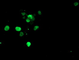 SNAI2 / SLUG Antibody - Anti-SNAI2 mouse monoclonal antibody immunofluorescent staining of COS7 cells transiently transfected by pCMV6-ENTRY SNAI2.