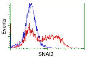 SNAI2 / SLUG Antibody - HEK293T cells transfected with either overexpress plasmid (Red) or empty vector control plasmid (Blue) were immunostained by anti-SNAI2 antibody, and then analyzed by flow cytometry.