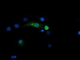 SNAI2 / SLUG Antibody - Anti-SNAI2 mouse monoclonal antibody immunofluorescent staining of COS7 cells transiently transfected by pCMV6-ENTRY SNAI2.