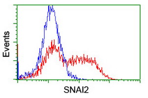 SNAI2 / SLUG Antibody - HEK293T cells transfected with either overexpress plasmid (Red) or empty vector control plasmid (Blue) were immunostained by anti-SNAI2 antibody, and then analyzed by flow cytometry.