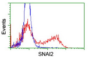 SNAI2 / SLUG Antibody - HEK293T cells transfected with either overexpress plasmid (Red) or empty vector control plasmid (Blue) were immunostained by anti-SNAI2 antibody, and then analyzed by flow cytometry.
