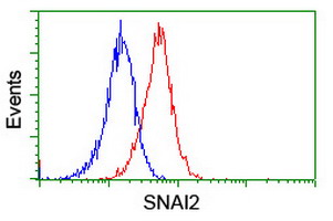 SNAI2 / SLUG Antibody - Flow cytometry of Jurkat cells, using anti-SNAI2 antibody (Red), compared to a nonspecific negative control antibody (Blue).