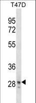 SNAI3 Antibody - SNAI3 Antibody western blot of T47D cell line lysates (35 ug/lane). The SNAI3 antibody detected the SNAI3 protein (arrow).